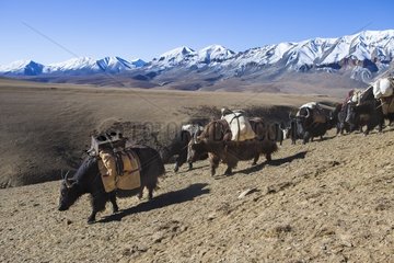 Caravan of Yacks  Changthang Plateau  Ladakh  Himalayas  India