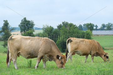 Cow Aubrac breed in a close  breed originating in the Aubrac and southern Massif Central formerly used for labor  milk and meat. Today used for meat production  Recognized for its rusticity and maternal qualities  Aveyron  France