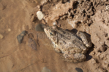 Sahara Frog (Pelophylax saharicus)  Morocco
