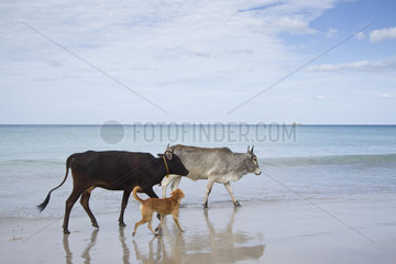 Cattle in Uppuveli beach  Sri Lanka