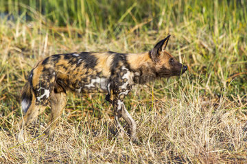 Wild dog in the savannah at dawn - Moremi Botswana
