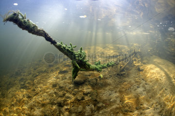 Freshwater sponge (Spongilla lacustris) in a branched form in the river Cher  Loir-et-Cher  France