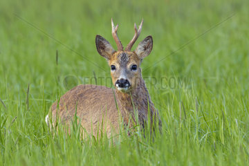 Western Roe Deer (Capreolus capreolus)  Roebuck in Spring  Hesse  Germany  Europe