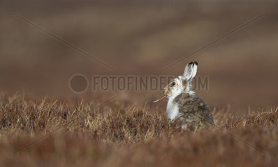 Mountain Hare feeding in grass at spring - Scotland