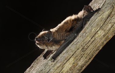 Savi's pipistrelle on beam - Galicia Spain