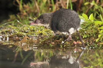 Water shrew on the bank - Black Forest Germany