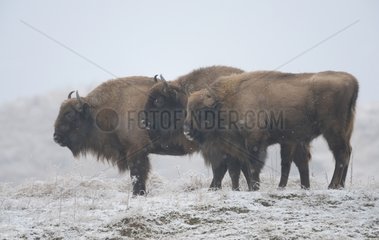 European bison in winter - Zuid-Kennemerland NP Netherlands