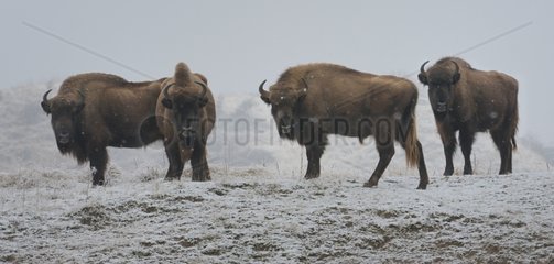European bison in winter - Zuid-Kennemerland NP Netherlands