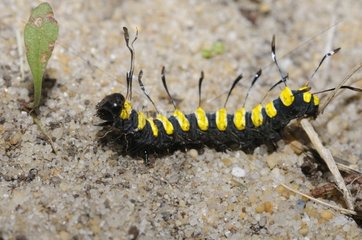 Alder Moth caterpillar - Landes France