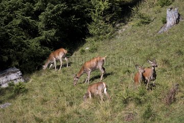 Does and fawns Red Deer - Alps Valais Switzerland
