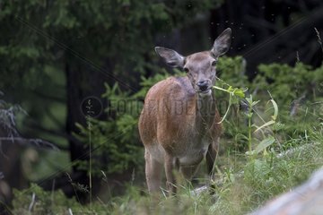 Red Deer hind eating - Alps Valais Switzerland