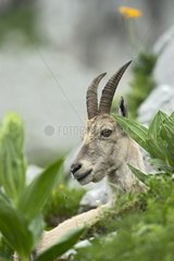 Alpine Ibex female at rest - Alps Valais Switzerland