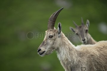 Alpine Ibex female and young - Alps Valais Switzerland