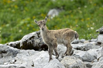 Alpine Ibex young on rock - Alps Valais Switzerland