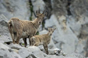 Alpine Ibex female and young - Alps Valais Switzerland