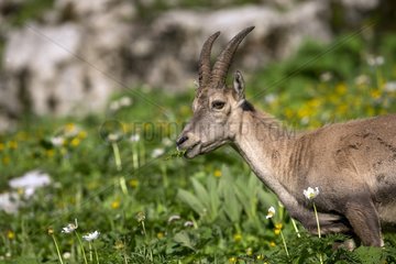 Alpine Ibex female eating - Alps Valais Switzerland