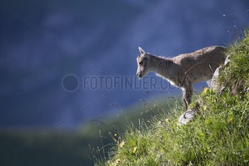 Alpine Ibex young on rock - Alps Valais Switzerland