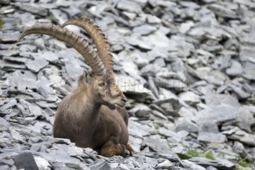 Alpine Ibex male at rest on rock - Alps Valais Switzerland