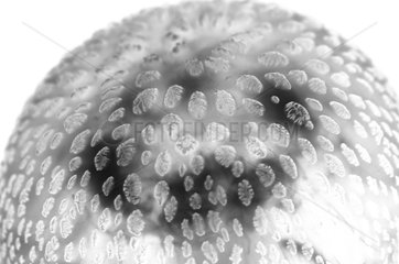 Mauve Stinger Jellyfish on white inspiration Gyotaku
