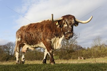 Longhorn cattle in a meadow - Midlands UK