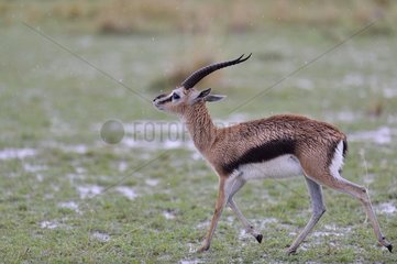 Thomson's gazelle in the rain - Masai Mara Kenya