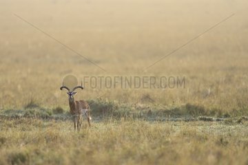 Male Impala calling in the savanna - Masai Mara Kenya