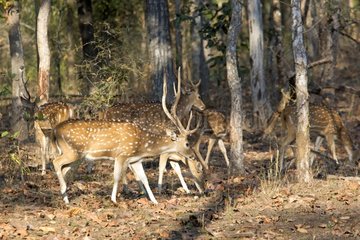 Axis deer in the undergrowth - Bandhavgarh NP India