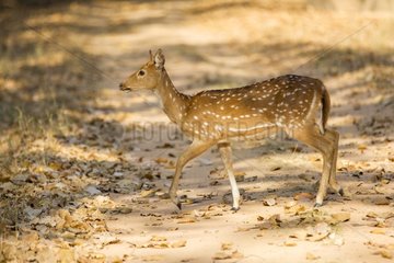 Axis deer hind on a track - Bandhavgarh NP India