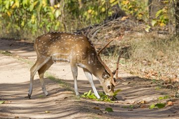 Axis deer eating on a track - Bandhavgarh NP India