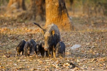Sow and piglets in the undergrowth - Bandhavgarh NP India