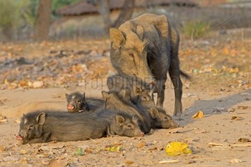 Sow and piglets on a track - Bandhavgarh NP India