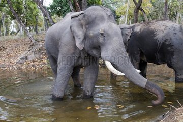Asian Elephants bathing - Bandhavgarth India