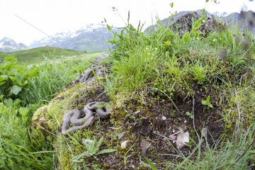 Asp Viper (Vipera aspis atra) Concolore form of ssp. Atra  in situ  Alps  France