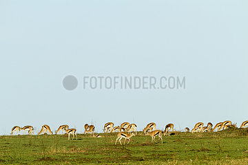 Thomson's gazelles grazing in the savannah - Masai Mara