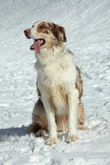 Spaniel sitting in the snow - France