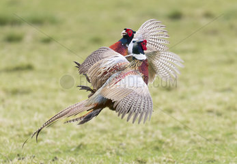 Pheasant (Phasianus colchicus)Male pheasant Fighting  England  Spring