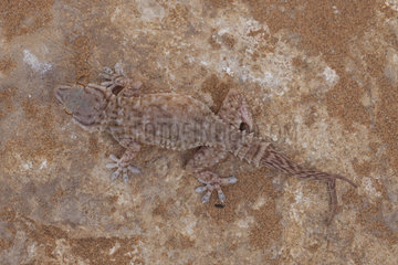 Moorish Gecko (Tarentola mauritanica) with tail splitting (regeneration)  Morocco