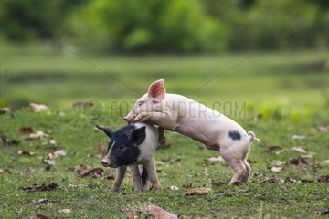 Baby domestic pig in Bardia national park  Nepal