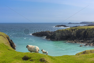Sheeps in front of ocean  Butt of Lewis  Isle of Lewis  Hebrides  Scotland