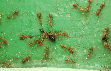 Green Weaver Tree Ants (Oecophylla smaradgina) attacking a Ant queen (Camponotus sp)  Panama  Sri Lanka