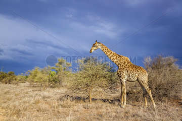 Giraffe (Giraffa camelopardalis) and sormy sky  Kruger National Park  South Africa