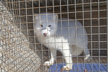 Fox farm and Raccoon dogs for furs  Hengdaohezi  Heilongjiang  China