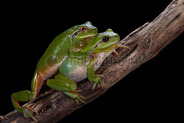 Southern tree frogs mating on black background