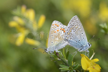 Common Blue (Polyommatus icarus) mating  Northern Vosges Regional Nature Park  France