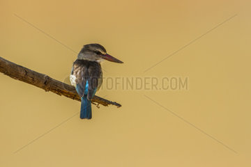 Brown-hooded Kingfisher (Halcyon albiventris) on a branch  Kruger National park  South Africa