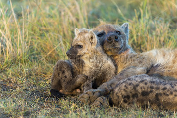 Spotted Hyena female and youngs at den - Masai Mara Kenya