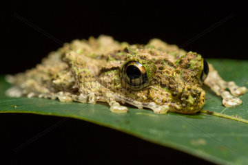 Madagascar Frog on leaf - Madagascar