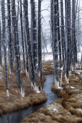 River in a forest in winter - Yellowstone NP USA