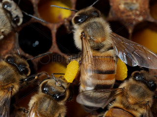 Honey bee (Apis mellifera) - In the hive on the cells full of pollen  a bee transports two grains of pollen pollen baskets. A stock keeping bee approaches to test the food before unloading it.