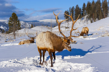 Elk or wapiti (Cervus canadensis)  Yellowstone National Park  Wyoming  USA  America